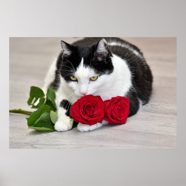 Poster Chat mignon avec la rose rouge (Devant)
