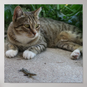 Poster chat, mignonne, animal de compagnie, gris, fureur,