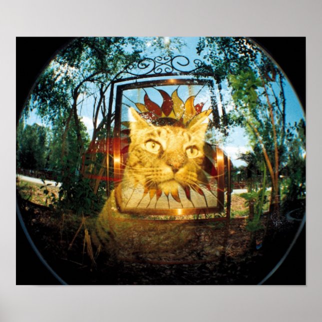 Poster Chat miroir (Devant)