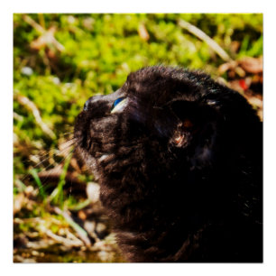 Poster Chat Munchkin mignon levant