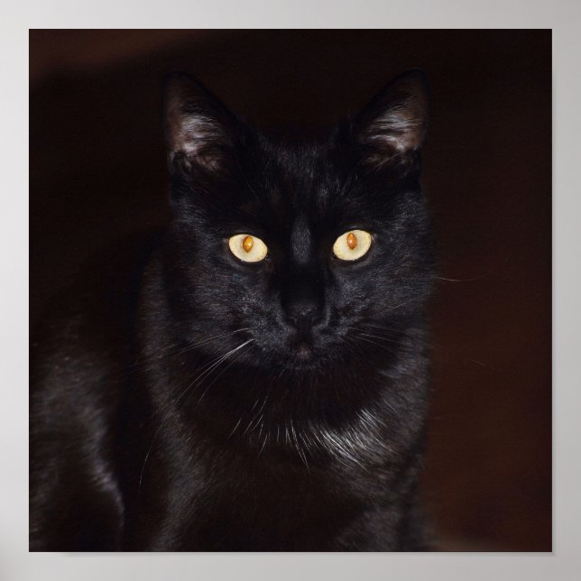 Poster Chat noir (Devant)