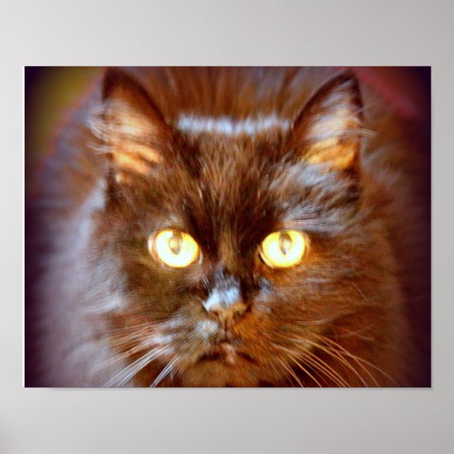Poster chat noir (Devant)
