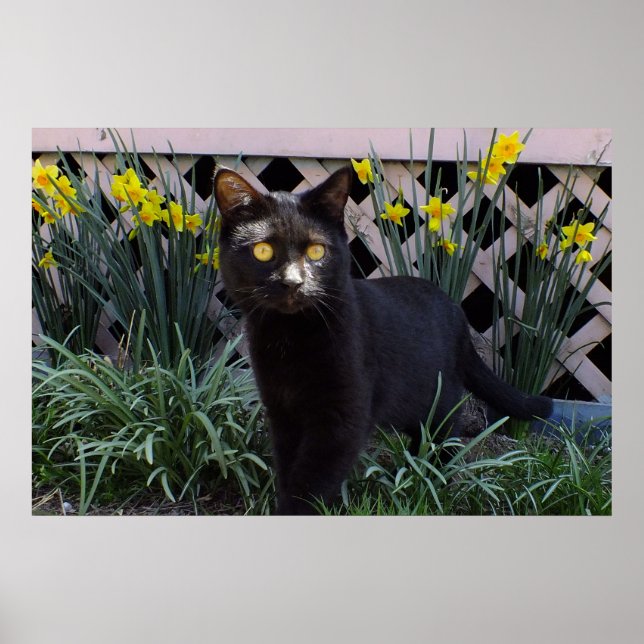 Poster Chat noir dans l'affiche des jonquilles (Devant)