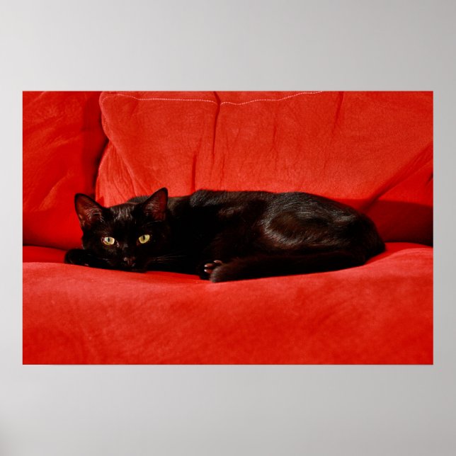 Poster Chat Noir Edgar (Devant)