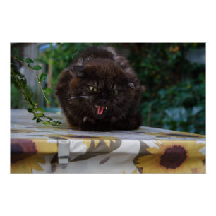 Poster Chat noir en colère