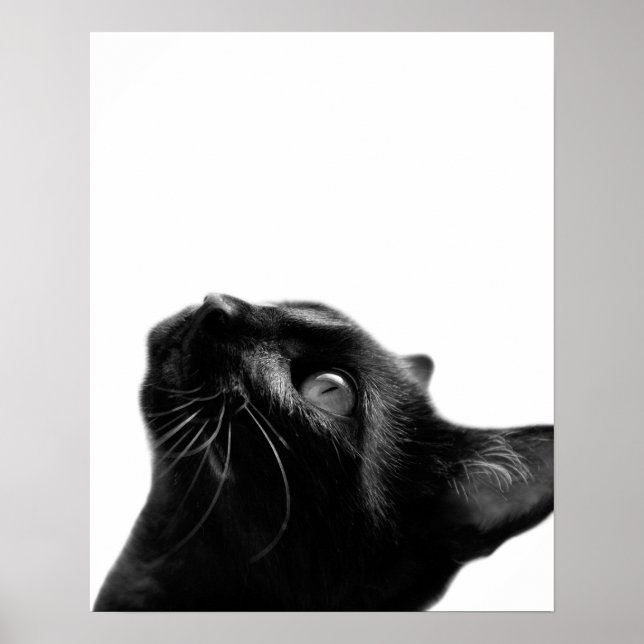 Poster Chat noir et blanc animal photo animal chambre enf (Devant)