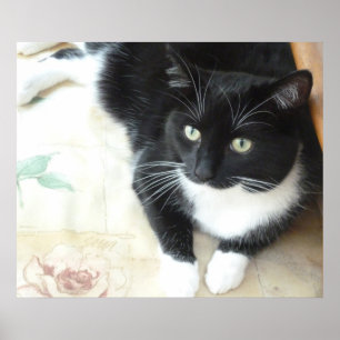 Poster Chat noir et blanc mignon