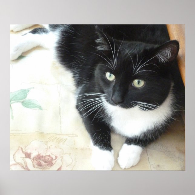 Poster Chat noir et blanc mignon (Devant)