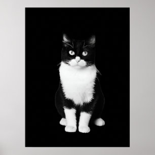 Poster Chat noir et blanc réaliste