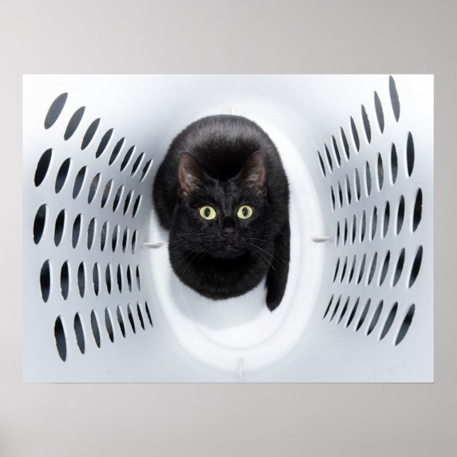 Poster Chat noir levant la tête d'un hameau blanc (Devant)