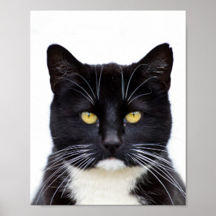 Poster Chat noir moelleux