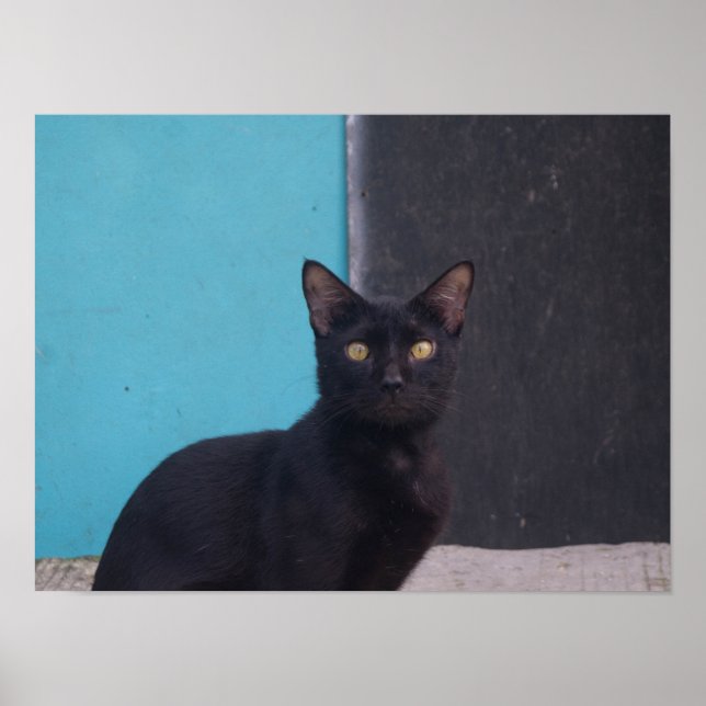 Poster Chat noir surpris (Devant)