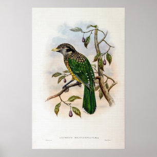 Poster Chat-oiseau à la peau noire par John Gould