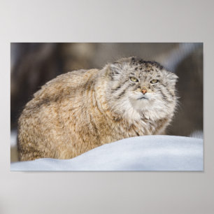Poster Chat Pallas Dans La Neige
