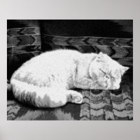Chat persan blanc endormi