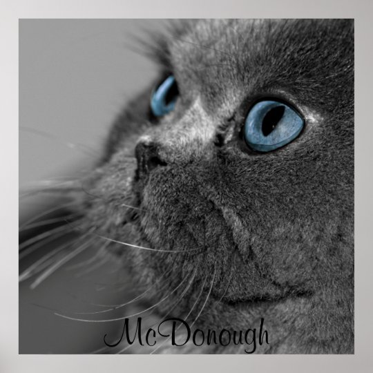 Poster Chat Persan Gris Avec Des Yeux Bleus Zazzle Ca