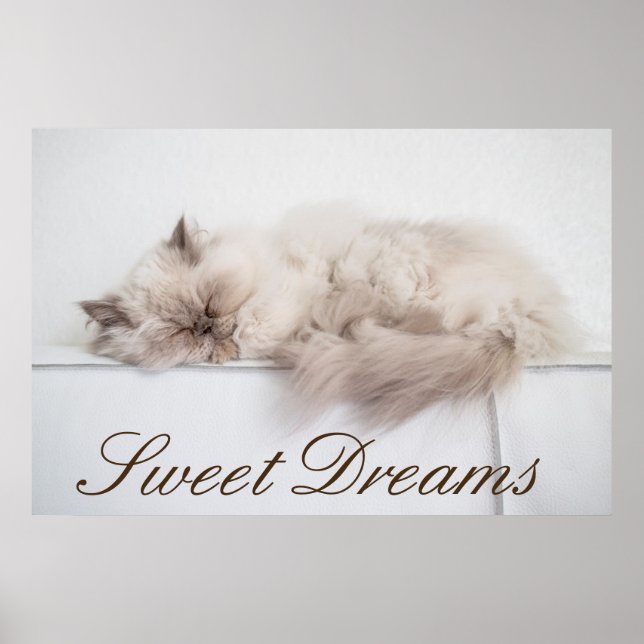 Poster Chat perse (Devant)