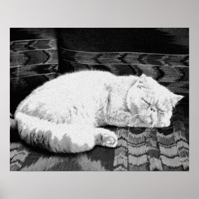 Poster Chat perse blanc couché (Devant)