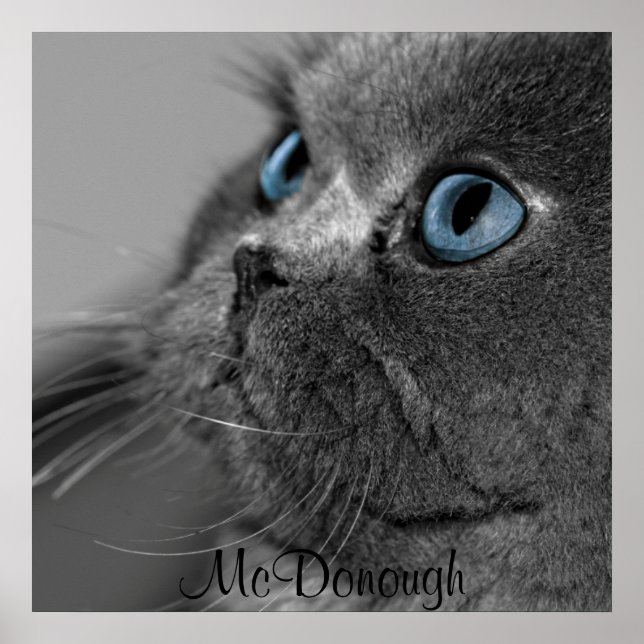 Poster Chat perse gris avec yeux bleus (Devant)