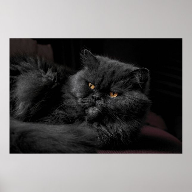 Poster Chat perse noir (Devant)