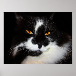 Poster Chat Puma