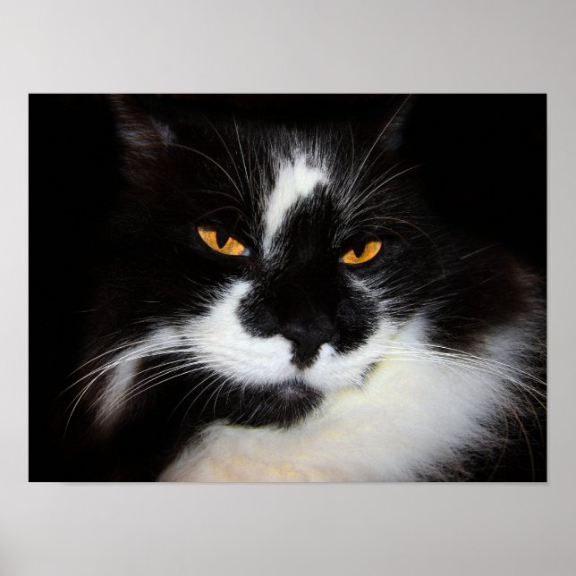 Poster Chat Puma (Devant)