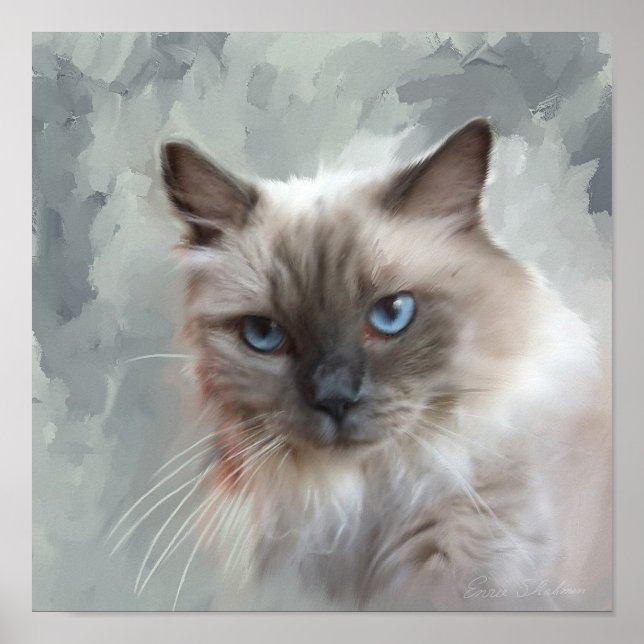 Poster Chat Ragdoll (Devant)
