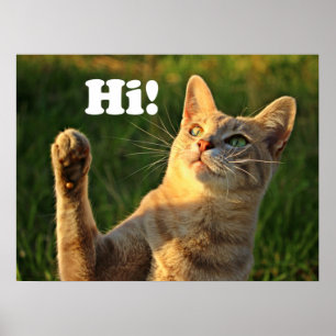 Poster Chat roux disant bonjour !