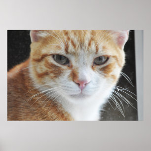 Poster chat sans abri derrière la fenêtre