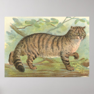 Poster Chat sauvage