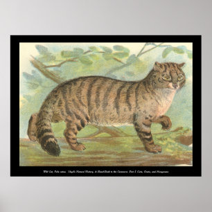 Poster Chat sauvage