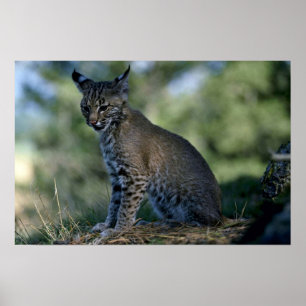 Poster Chat sauvage-chaton