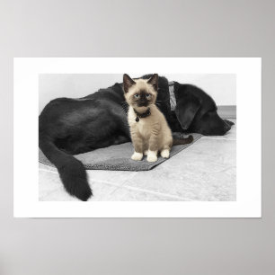 Poster Chat sentinelle adorable aux yeux bleus