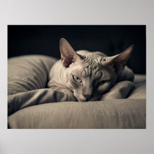 Poster Chat Sphynx