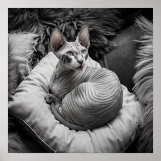 Poster Chat Sphynx sans cheveux