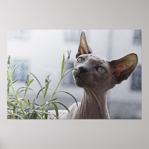 Poster Chat Sphynx sans poils gris reniflant une plante