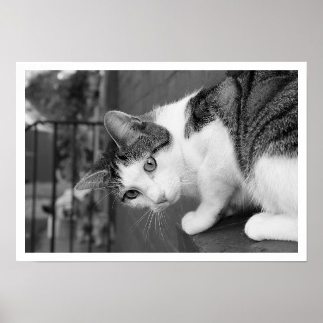 Poster Chat sur la haie à observer les oiseaux (Devant)