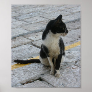 Poster chat sur le trottoir