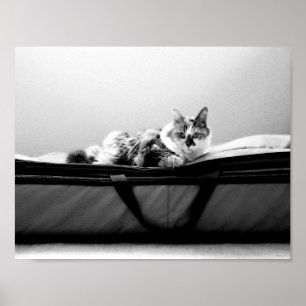 Poster Chat sur sac