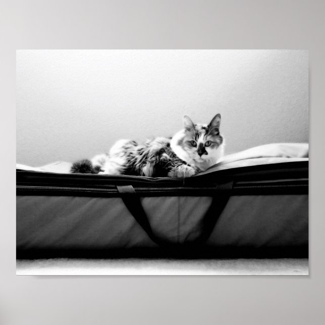 Poster Chat sur sac (Devant)