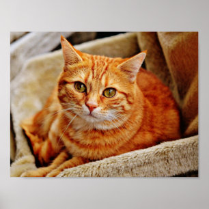 Poster Chat Tabby Orange
