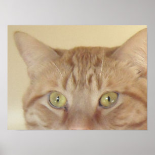 Poster Chat Tabby Orange