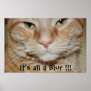 Poster Chat Tabby Orange