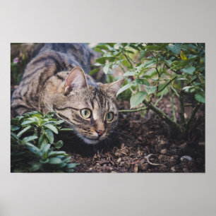 Poster Chat tigré dans les bois à l'affût