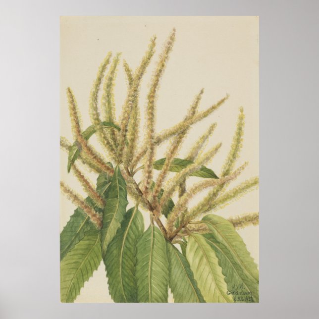 Poster Châtaigne d'Amérique (Castanea dentata) (Devant)