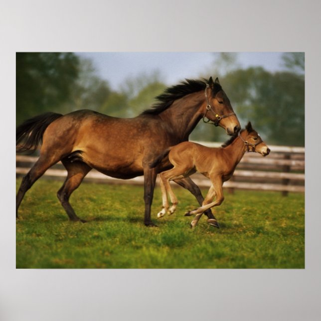 Poster Châtaigne de Thoroughbred Mare & Foie (Devant)
