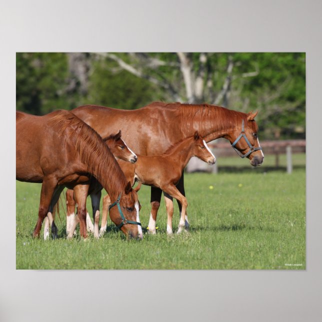Poster Châtaigner Cheval Mares et poulains (Devant)
