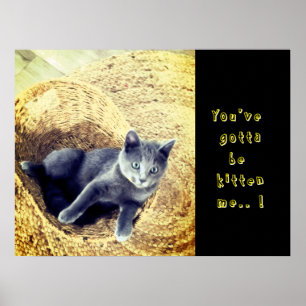 Poster Chaton