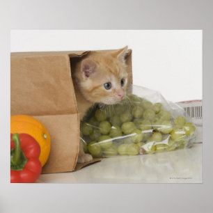 Poster Chaton à l'intérieur de sac d'épicerie