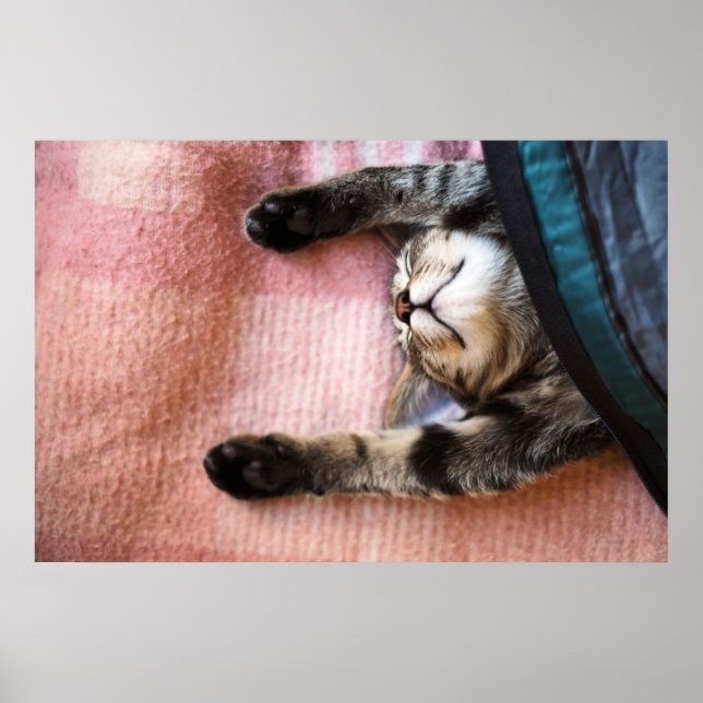 Poster Chaton à neige (Devant)